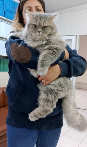 British Longhair, Kedi  Hercules fotoğrafı
