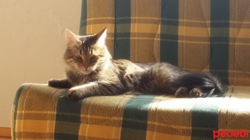 Tekir Kedi, Kedi  Lilith fotoğrafı