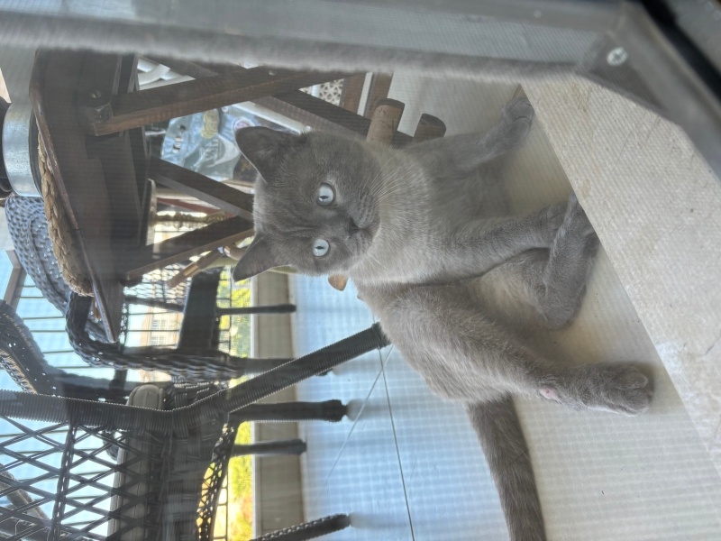 British Shorthair, Kedi  Uzay fotoğrafı