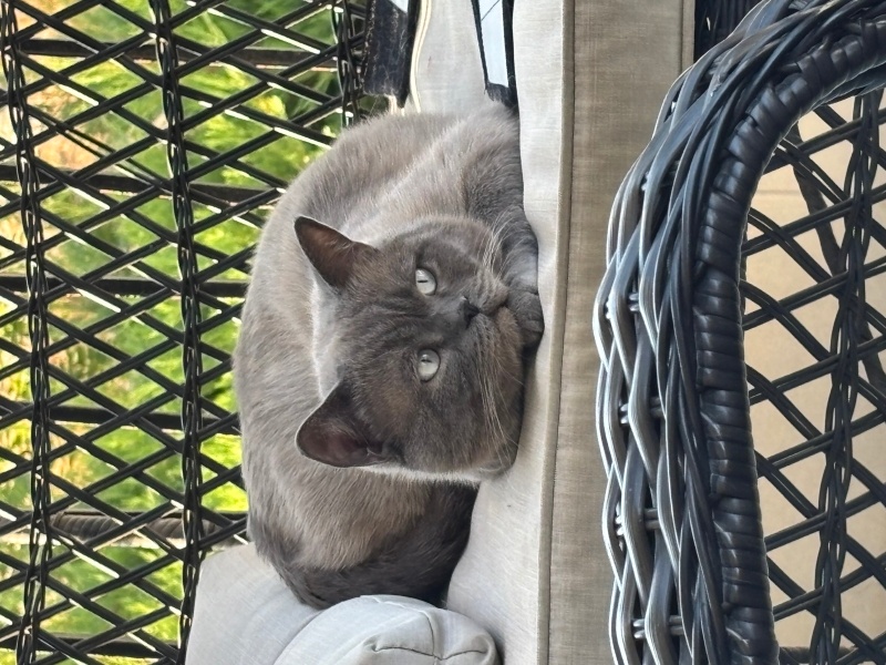 British Shorthair, Kedi  Uzay fotoğrafı