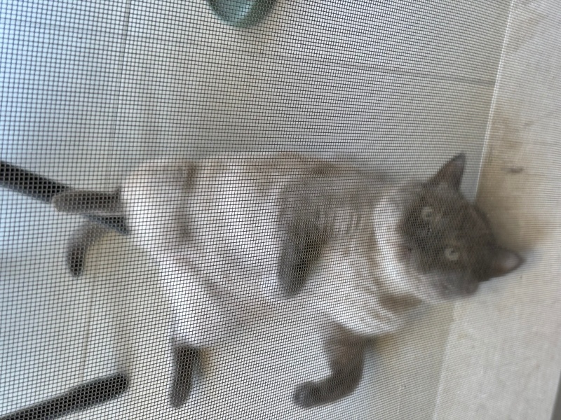 British Shorthair, Kedi  Uzay fotoğrafı