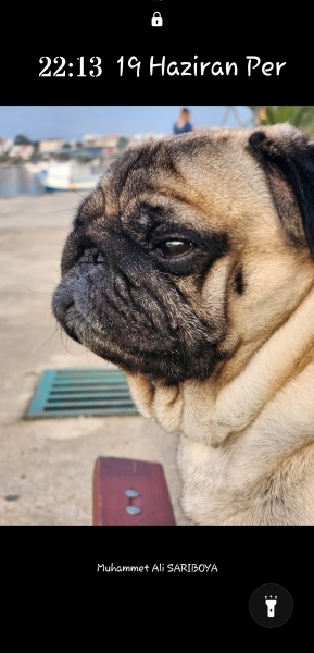 Pug, Köpek  Lion fotoğrafı