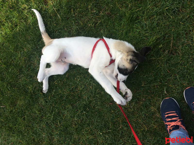 Alabay (Alabai), Köpek  Baron fotoğrafı