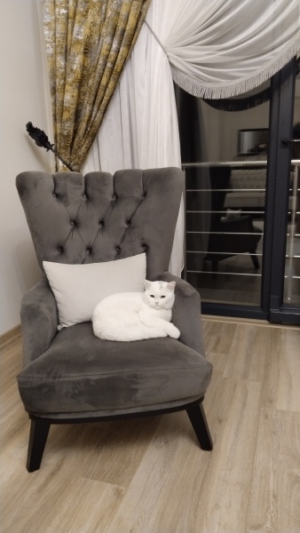 British Longhair, Kedi  Leo fotoğrafı