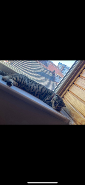 British Longhair, Kedi  Pati fotoğrafı