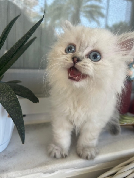 British Longhair, Kedi  LEO fotoğrafı