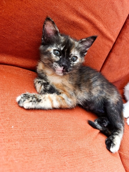European Shorthair, Kedi  Ücretsiz Yavru Kedi Sahiplendirme fotoğrafı