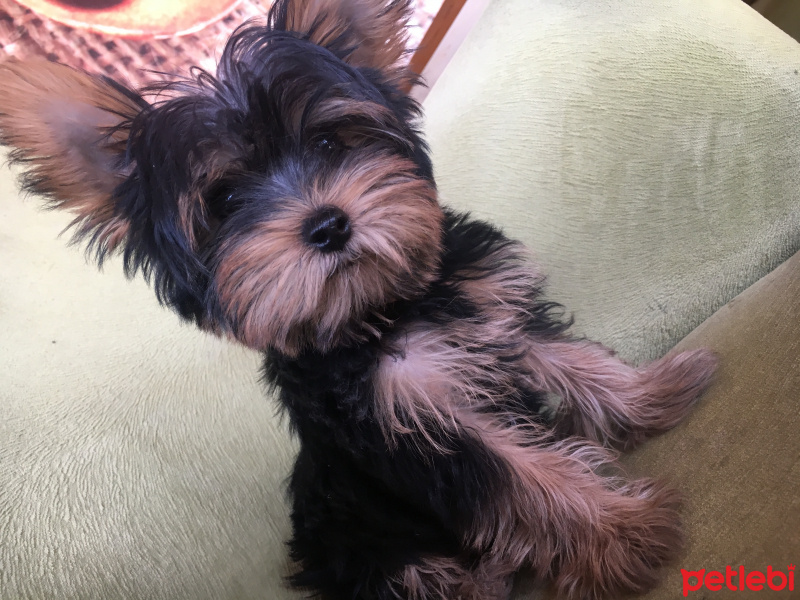 Yorkshire Terrier, Köpek  Mimi fotoğrafı