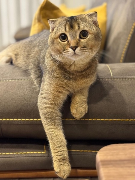 Scottish Fold, Kedi  BADEM fotoğrafı