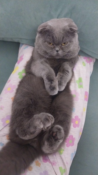 Scottish Fold, Kedi  Bulut fotoğrafı