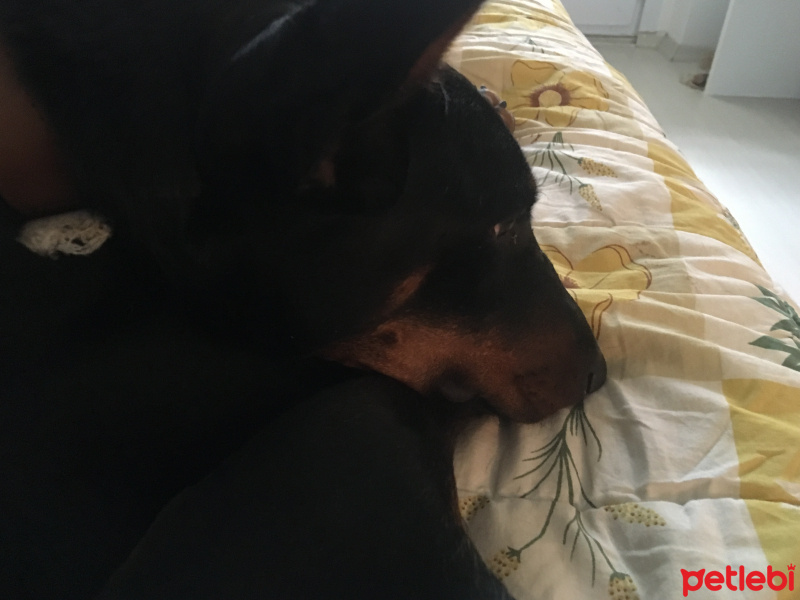 Doberman Pinscher, Köpek  Yuki fotoğrafı