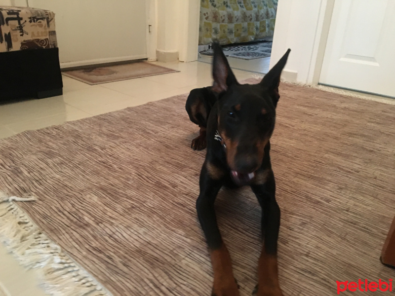 Doberman Pinscher, Köpek  Yuki fotoğrafı