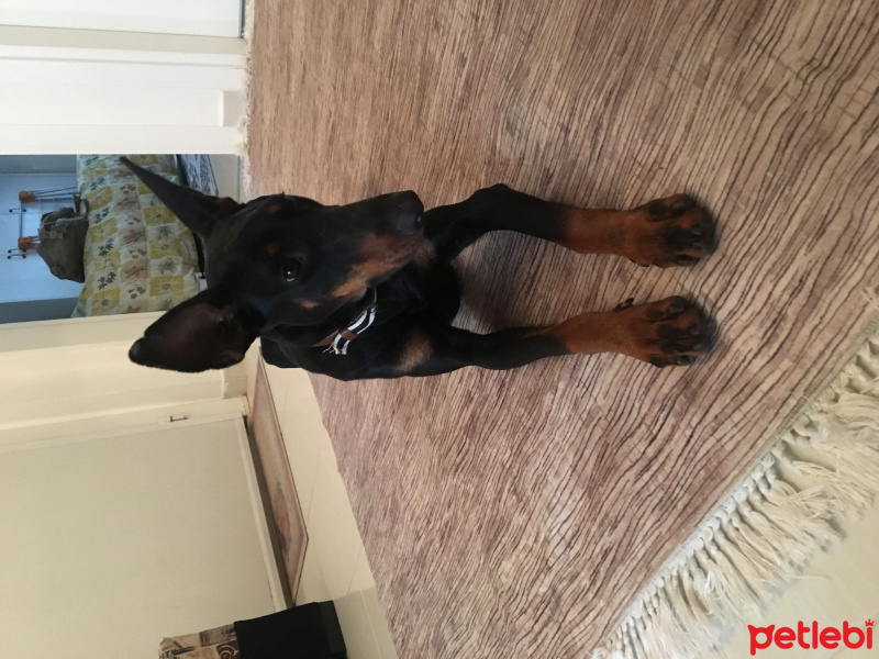 Doberman Pinscher, Köpek  Yuki fotoğrafı