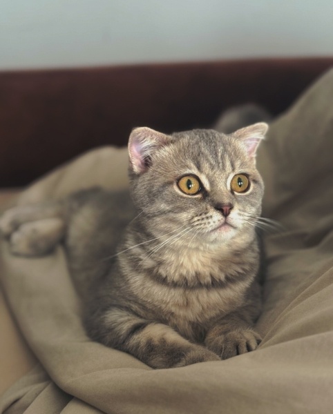 Scottish Fold, Kedi  Duman fotoğrafı
