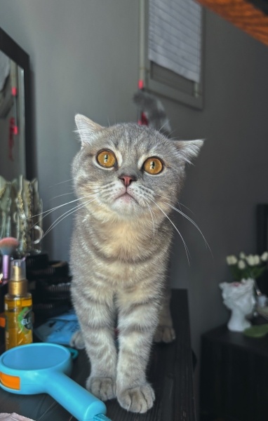 Scottish Fold, Kedi  Duman fotoğrafı