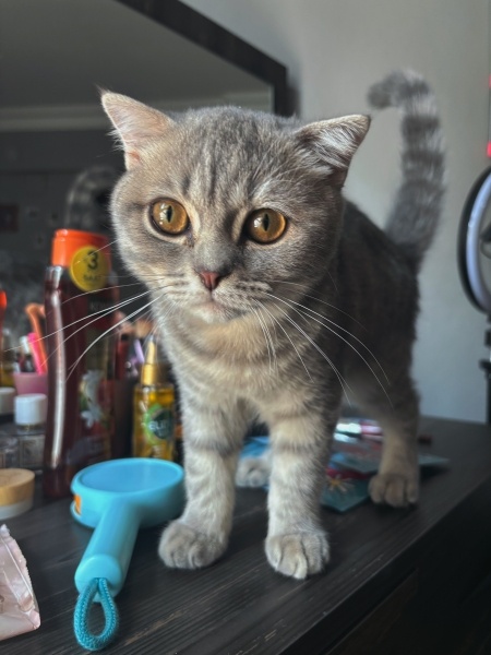 Scottish Fold, Kedi  Duman fotoğrafı
