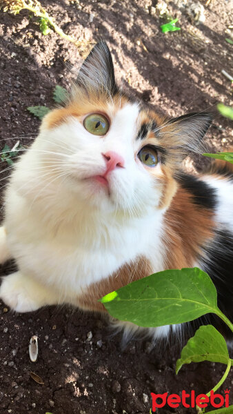 Ankara Kedisi, Kedi  Umut fotoğrafı