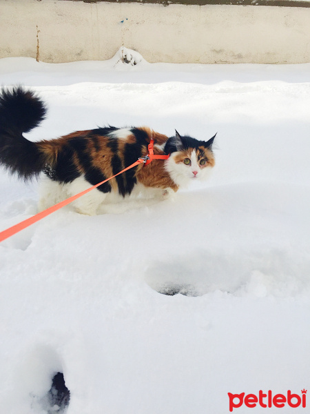 Ankara Kedisi, Kedi  Umut fotoğrafı