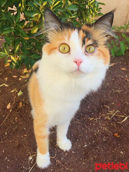 Ankara Kedisi, Kedi  Umut fotoğrafı