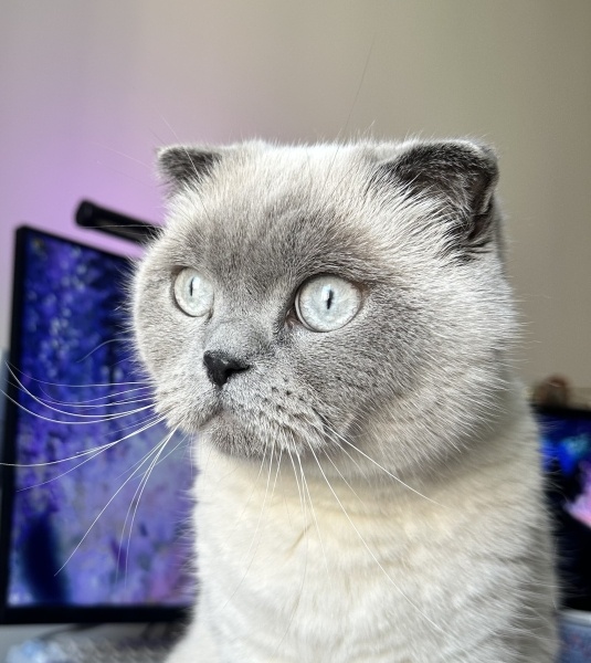 Scottish Fold, Kedi  Bihter fotoğrafı