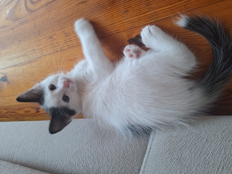 Tekir Kedi, Kedi  Akgün fotoğrafı