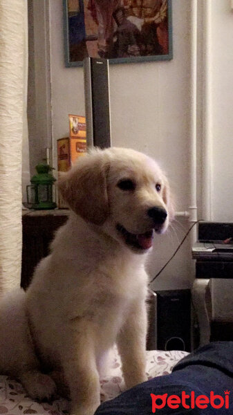 Golden Retriever, Köpek  Carlos fotoğrafı