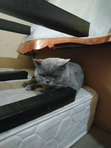 British Longhair, Kedi  Leo fotoğrafı