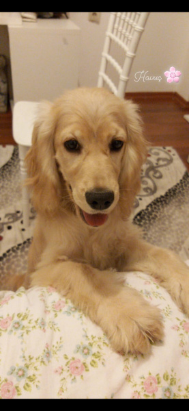 Amerikan Cocker Spaniel, Köpek  HAVUÇ fotoğrafı