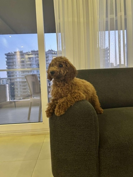 Poodle (Minyatür Kaniş), Köpek  Maya fotoğrafı