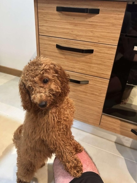 Poodle (Minyatür Kaniş), Köpek  Maya fotoğrafı