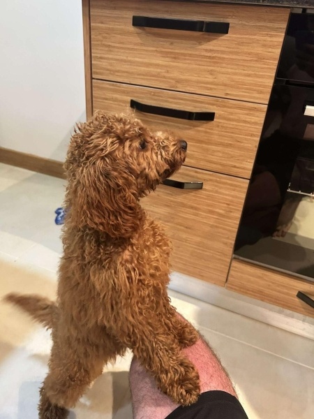 Poodle (Minyatür Kaniş), Köpek  Maya fotoğrafı