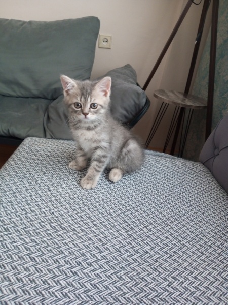 British Shorthair, Kedi  Duman fotoğrafı