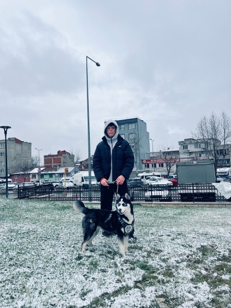Sibirya Kurdu (Husky), Köpek  Ruby fotoğrafı