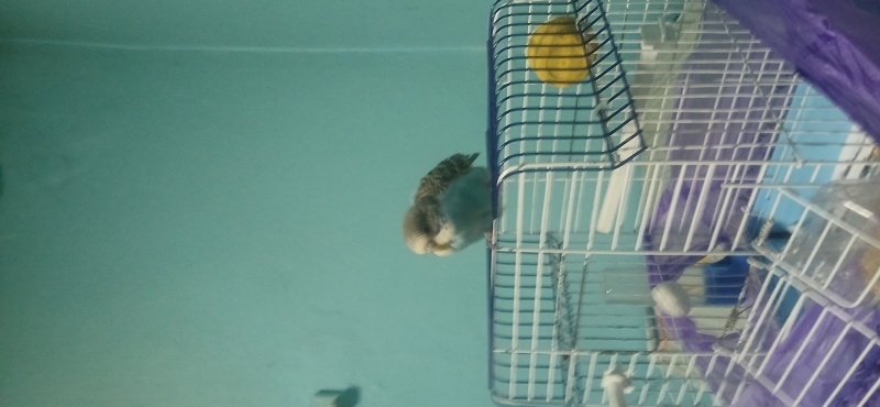 Muhabbet Kuşu, Kuş  Oscar fotoğrafı