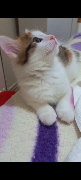 Tekir Kedi, Kedi  Mia fotoğrafı