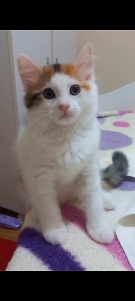 Tekir Kedi, Kedi  Mia fotoğrafı