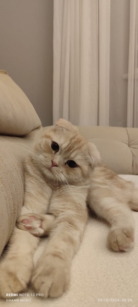British Shorthair, Kedi  Muka fotoğrafı