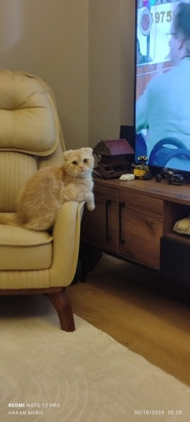 British Shorthair, Kedi  Muka fotoğrafı
