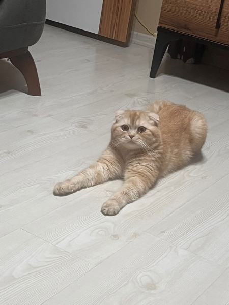 British Shorthair, Kedi  Muka fotoğrafı