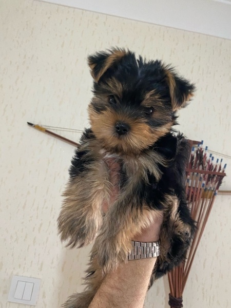 Yorkshire Terrier, Köpek  Gofret fotoğrafı