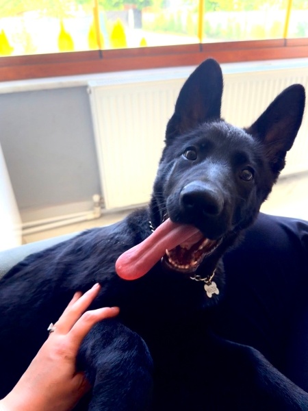 Alman Çoban Köpeği, Köpek  Mahzen fotoğrafı