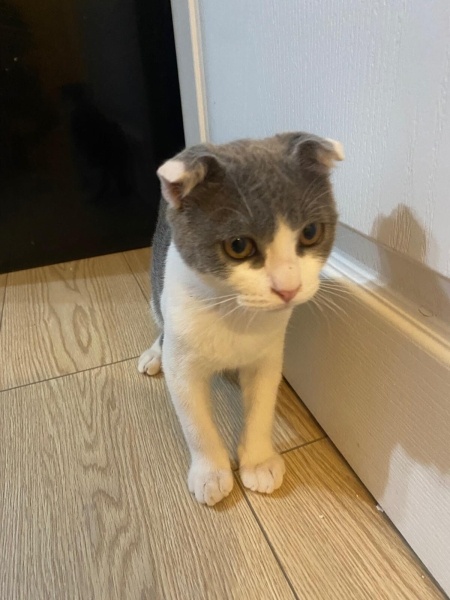 British Shorthair, Kedi  Pati fotoğrafı