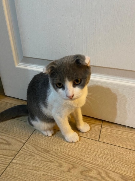 British Shorthair, Kedi  Pati fotoğrafı