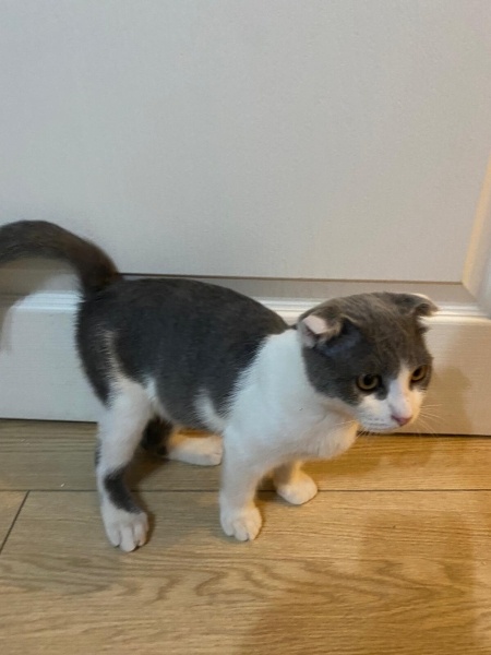 British Shorthair, Kedi  Pati fotoğrafı