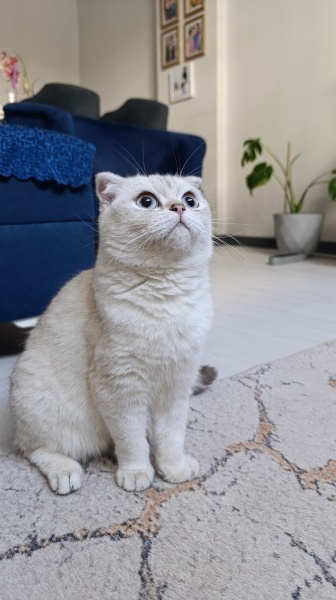 Scottish Fold, Kedi  HERA fotoğrafı