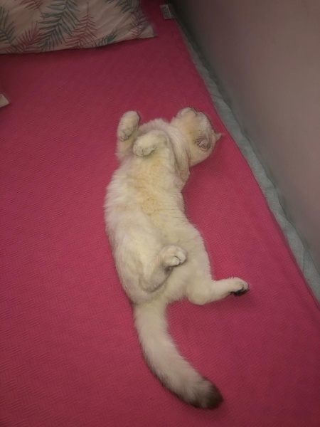 Scottish Fold, Kedi  HERA fotoğrafı