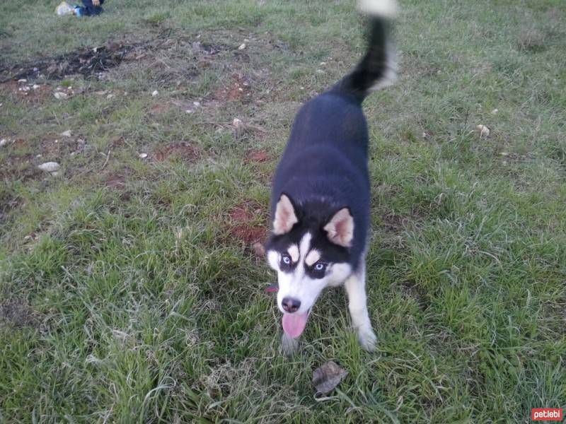 Sibirya Kurdu (Husky), Köpek  KURŞUN fotoğrafı