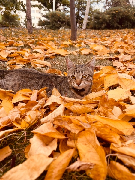 Tekir Kedi, Kedi  Şanslı Bıdık fotoğrafı