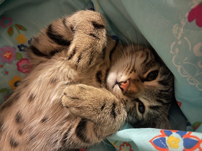 Tekir Kedi, Kedi  Şanslı Bıdık fotoğrafı