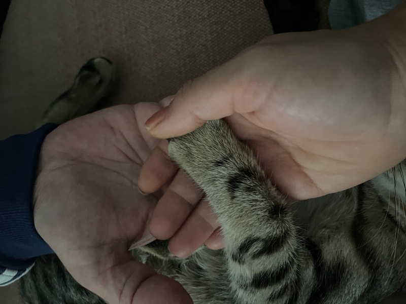 Tekir Kedi, Kedi  Şanslı Bıdık fotoğrafı